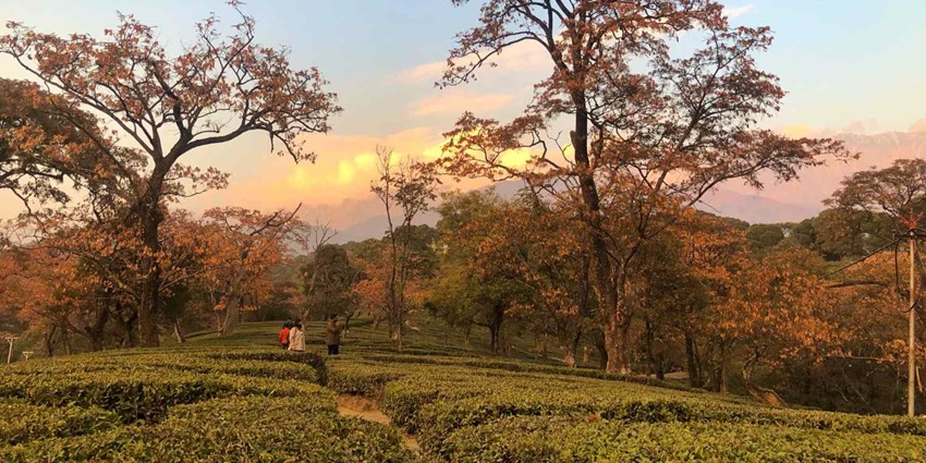 Beautiful Tea Gardens in Dharamshala with mountains in the background
