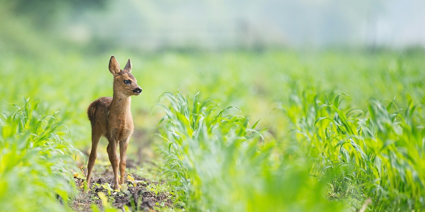 Dibang Wildlife Sanctuary is one of the riveting Arunachal Pradesh national parks.