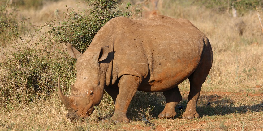 Beautiful image of the scenic wildlife sanctuary which is home to grey Rhino’s in India