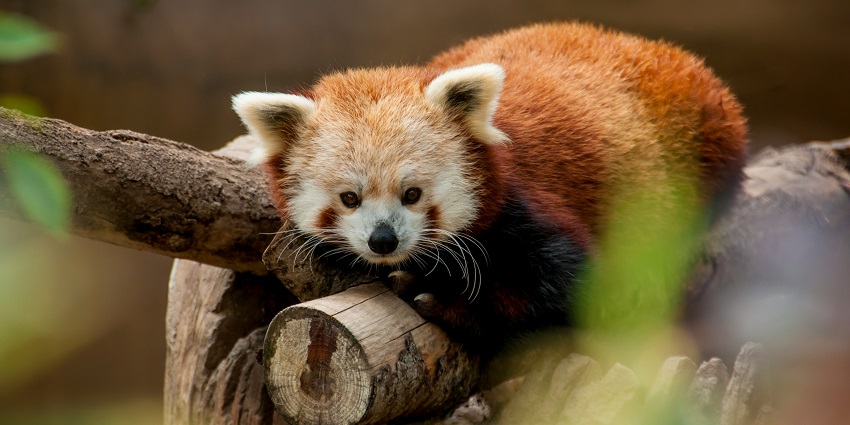 Dibang Wildlife Sanctuary is one of the best wildlife sanctuaries in Arunachal Pradesh.