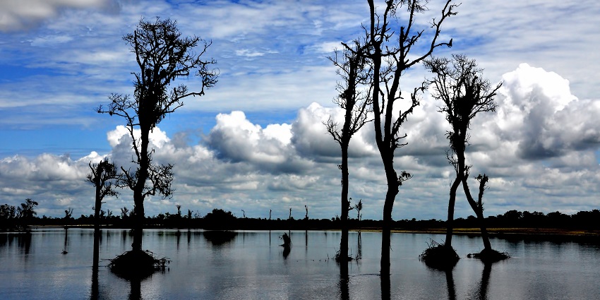 Dibru Saikhowa National Park has many species of spectacular birds, perfect for sightseeing.