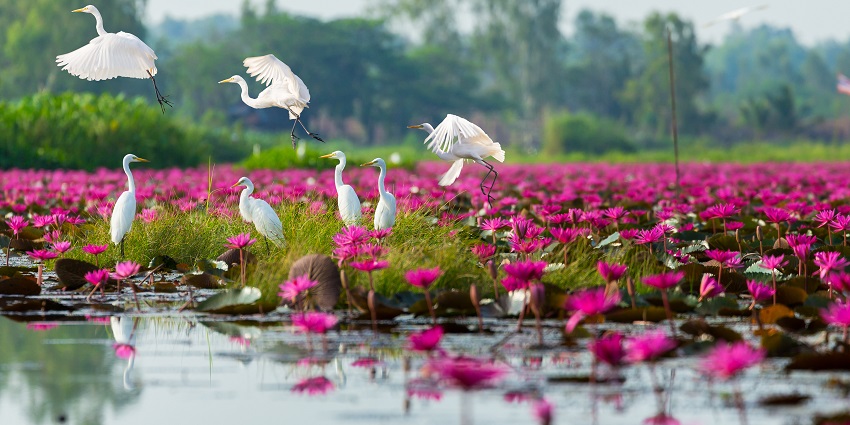A scenic view of birds flying over a lake at the popular Dibru-Saikhowa National Park.