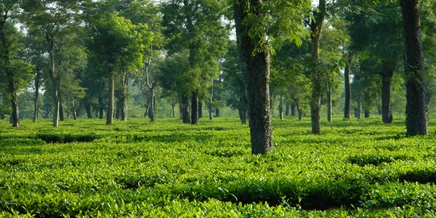 A serene view of tea gardens in Dibrugarh, one of the top places to visit near Assam.
