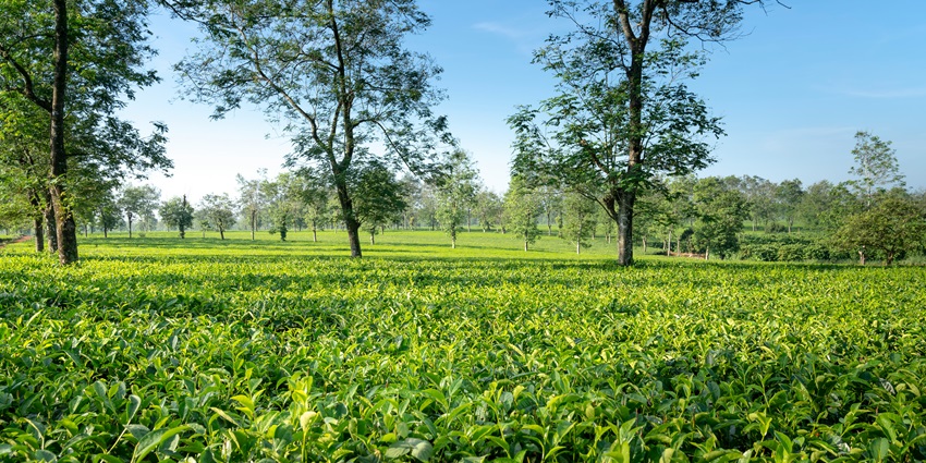 An astonishing view of Dighaltarang, one of the enchanting places to visit in Tezpur.