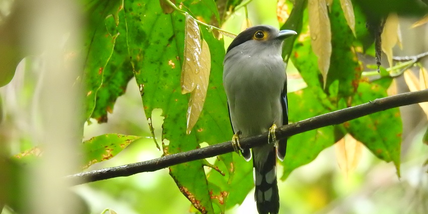 Dihing Patkai Rainforest Trail is a place for a thrilling experience of trekking in Assam.