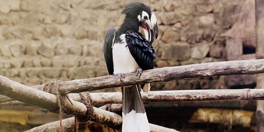 Snap of a beautiful Hornbill sitting on the bark of a tree in Zoological Park, Nagaland