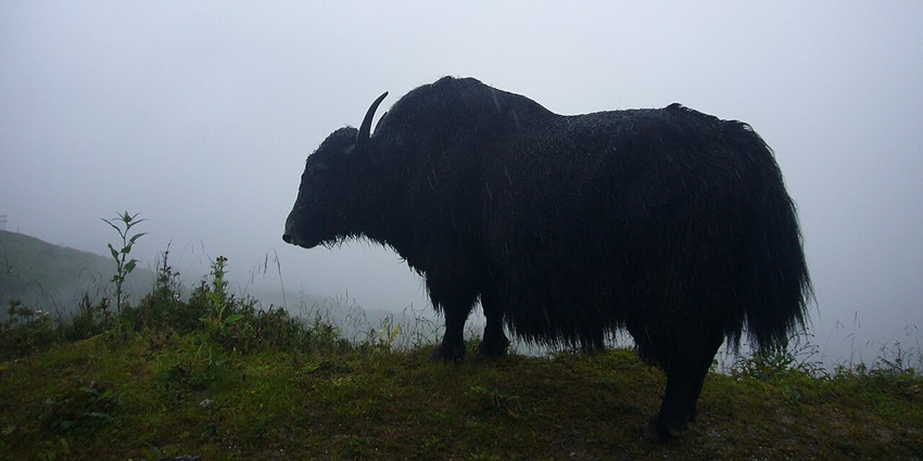 A picture of a yak at a farm in Tawang, grazing grass amidst cold, misty weather