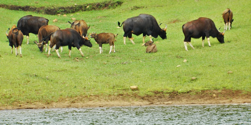 Bison National Park offers lush green landscapes and diverse wildlife to explore.