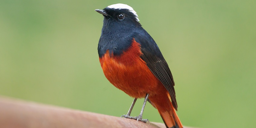 A white-capped Water Redstart at Doi Inthanon National Park, near Elephant Nature Park.