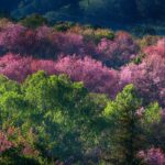 Doi Inthanon Park, also called the Roof of Thailand, is a refreshing escape in Thailand.