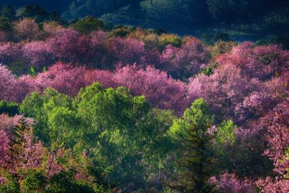 Doi Inthanon Park, also called the Roof of Thailand, is a refreshing escape in Thailand.