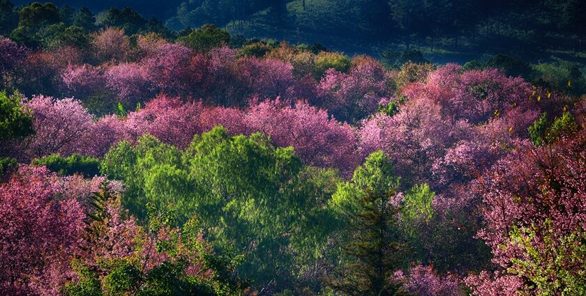 Doi Inthanon Park, also called the Roof of Thailand, is a refreshing escape in Thailand.