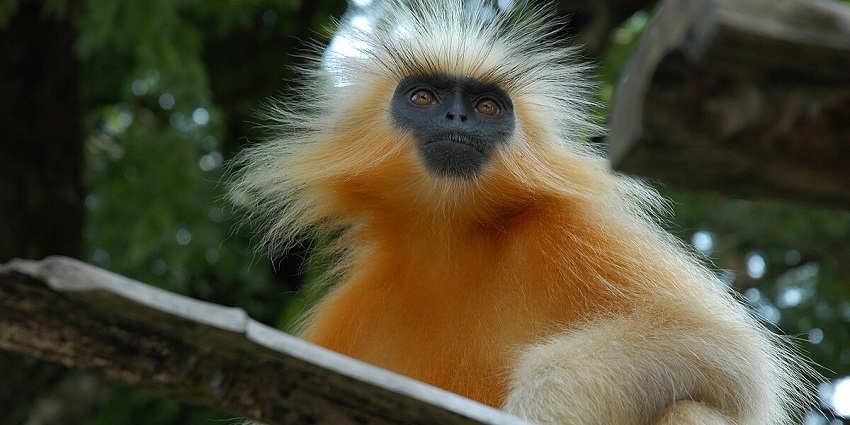 A view of golden langur spotted at the famous Doigrung Wildlife Sanctuary, Assam.