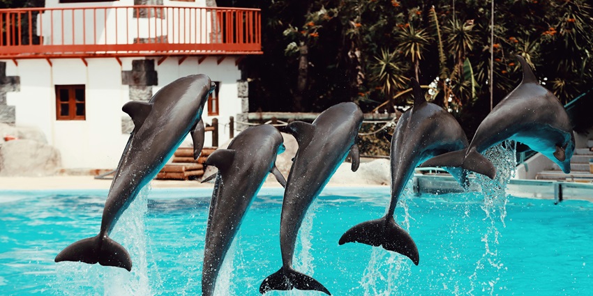 Dolphin watching is one of the fascinating things to do in Maldives with family.