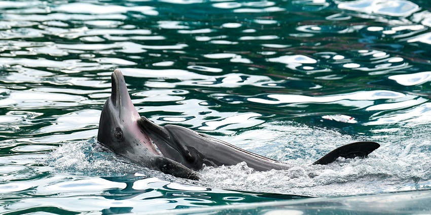 An alluring view of two dolphins enjoying playfully in a water body with clear waters.