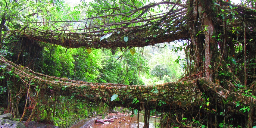 Double Decker Living Root Bridge offers a one-of-a-kind trekking experience in the region.
