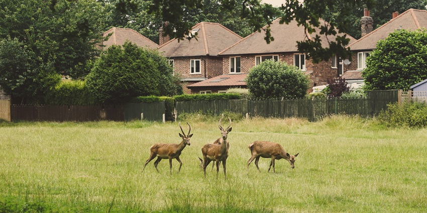 Dowhill Deer Park, which is also called Dowhill Eco Park, is a popular nature spot in Kurseong.
