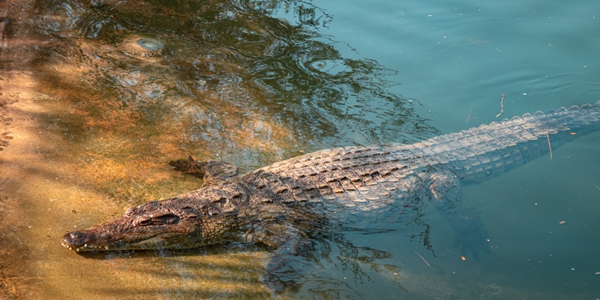 Image of Crocodile portrait in the pond, Dubai Crocodile Park , UAE - Dubai Zoos