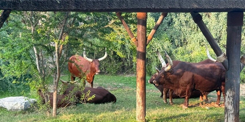 Visit the amazing Dubai Safari Park and witness wilderness in action on your next trip