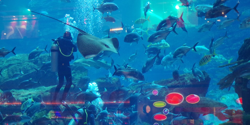A picture of an underwater zoo in Dubai showing a diver in aquarium