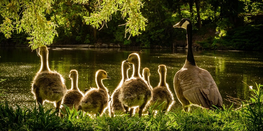 Beautiful scenic picture of Ducklings near the Gumti Wildlife Sanctuary in Tripura