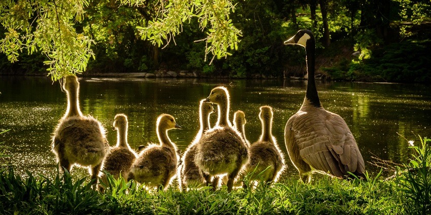 Scenic image of Ducks and the Ducklings by the lake in the Longso Kangthu picnic spot