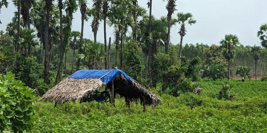 Explore the lush green landscapes of the serene village of Dummugudem, Telangana.