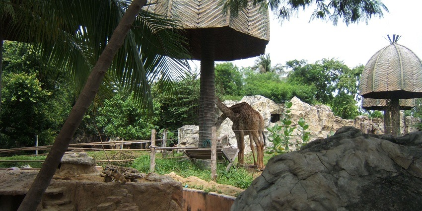 Dusit zoo, one of the best Bangkok zoos, has exotic animals like albino barking deer.