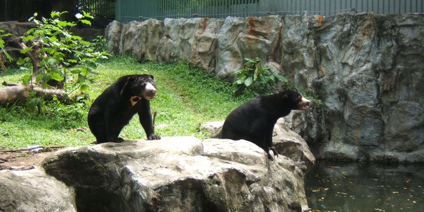 Image of bears at Dusit Zoo, playfully interacting in their naturalistic enclosure.