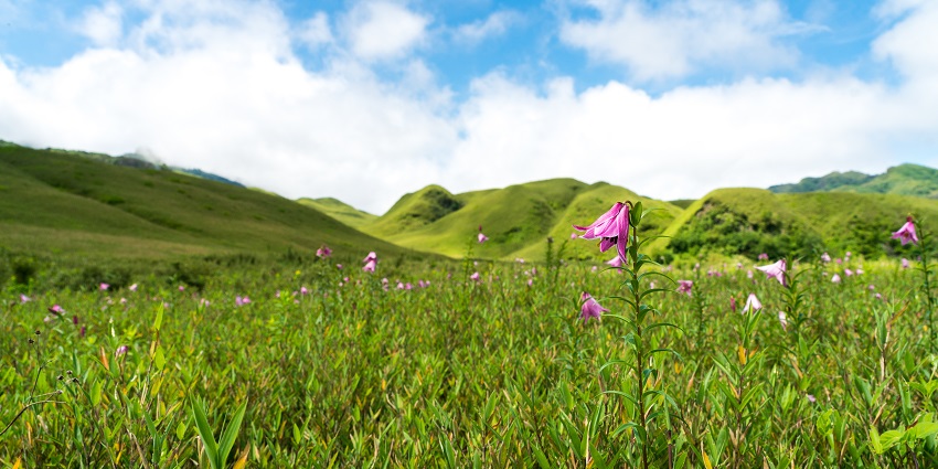 Pink lilium in the fields of this valley add to its breathtaking beauty and adorn it with vibrance
