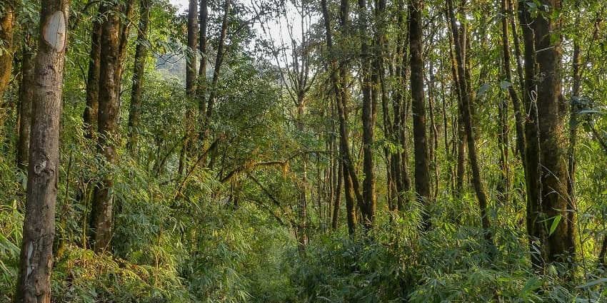 Featuring diverse flora and fauna, dense forests, and stunning hilly terrain.