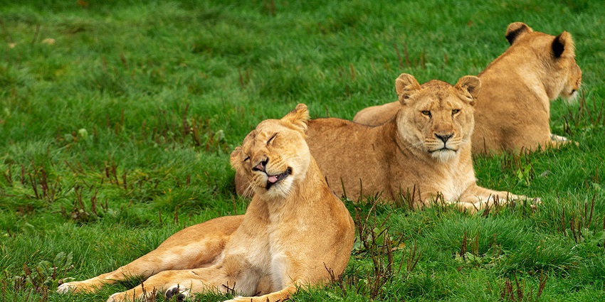 Three adorable cubs spotted at the lush green sprawling fields of East Karbi Anglong.