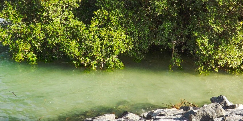 See nature at its best at Eastern Mangroves Promenade, a place near Sheikh Zayed Mosque.