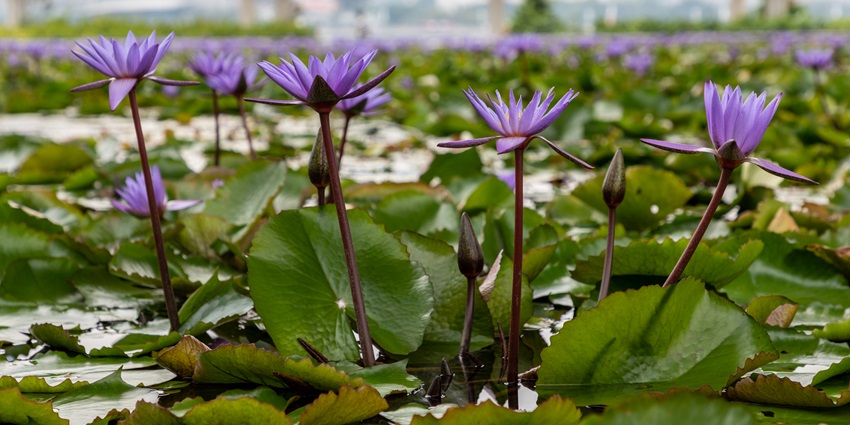 Ecogarden is home to a vast variety of flora including fruits and flowers for research.