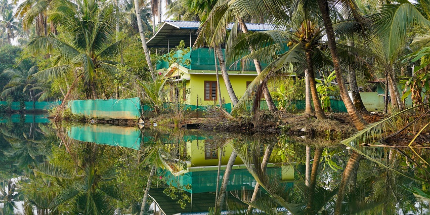 Mangroves along a waterbody