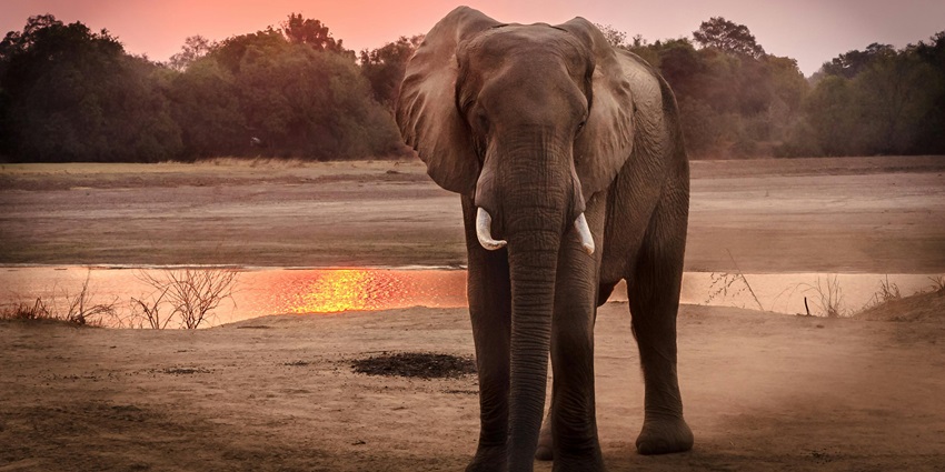 Snapshot of a majestic grey wild elephant in the evening in the forest of a sanctuary