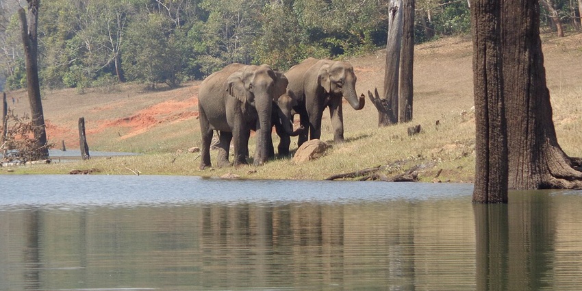 A herd of elephants roaming around a lake in Thekkady, surrounded by trees and greenery