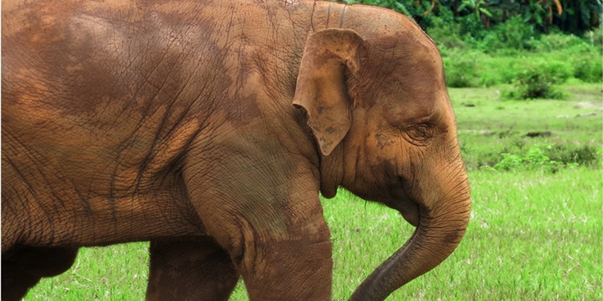 Embark on an adventure in the Elephant Jungle Sanctuary on your trip to Thailand.