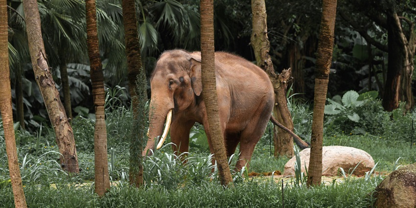 Elephant Jungle Sanctuary is a must-visit place near Doi Inthanon National Park.