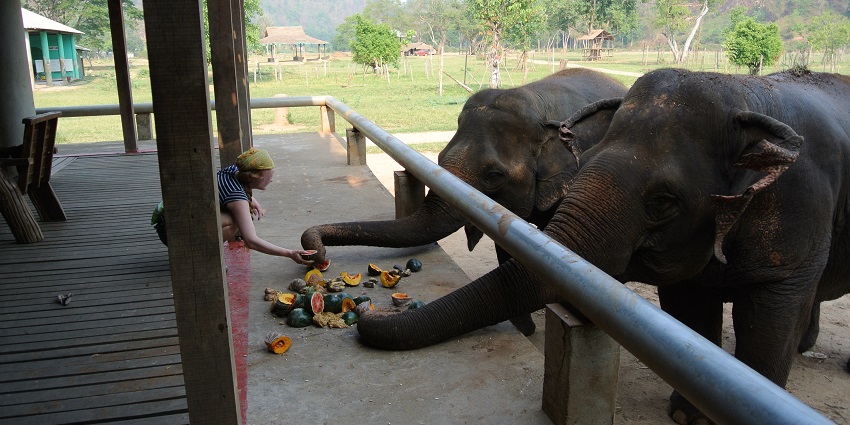 Watch out for the playful elephants at Elephant Nature Park, a thing to do in Chiang Mai.