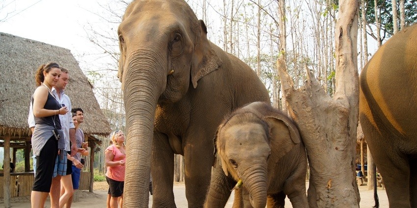 One of the best places to visit in Thailand for first-timers is the Elephant Nature Park.