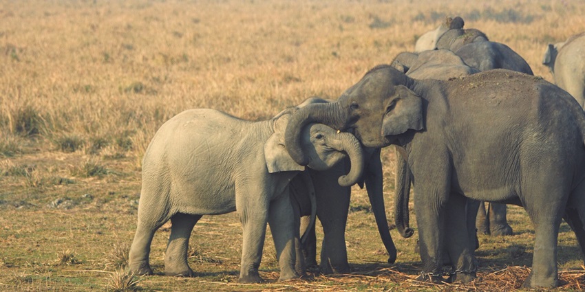 Mesmerising snapshot of the beautiful Elephant herd in Kaziranga National Park, Assam