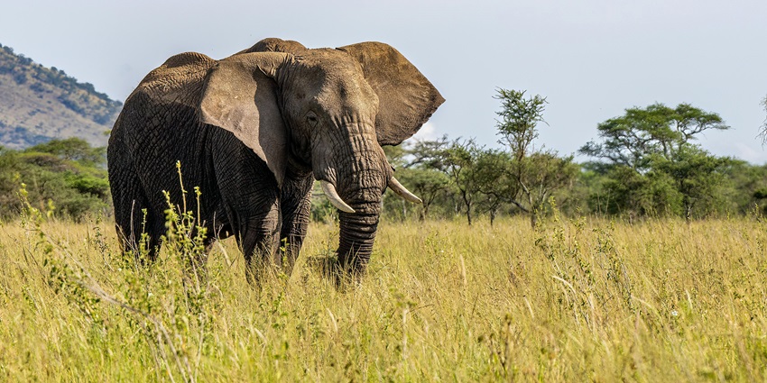 Elephant walking across grassy savanna with scattered trees under a bright blue sky.