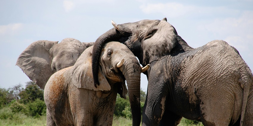 Elephant Safari Park is one of the most amazing wildlife sanctuaries in Bali for all.