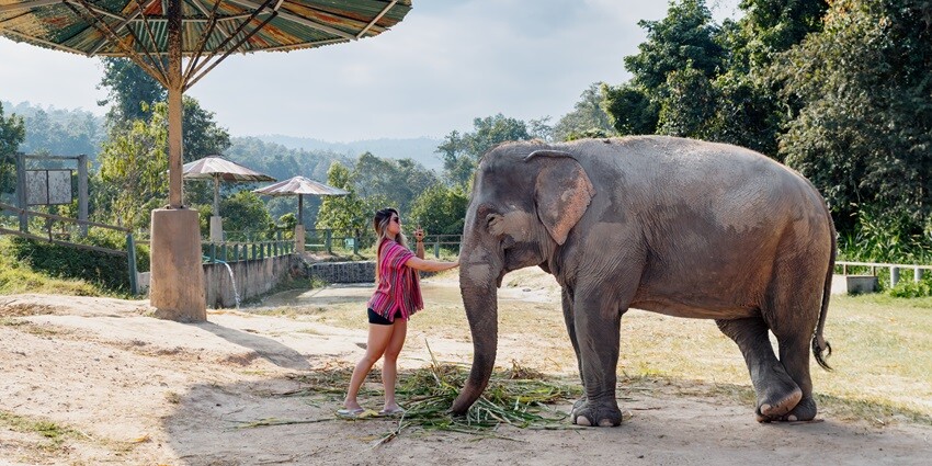 Scenic image of the beautiful elephant in the sanctuary—Places to visit in Koh Samui