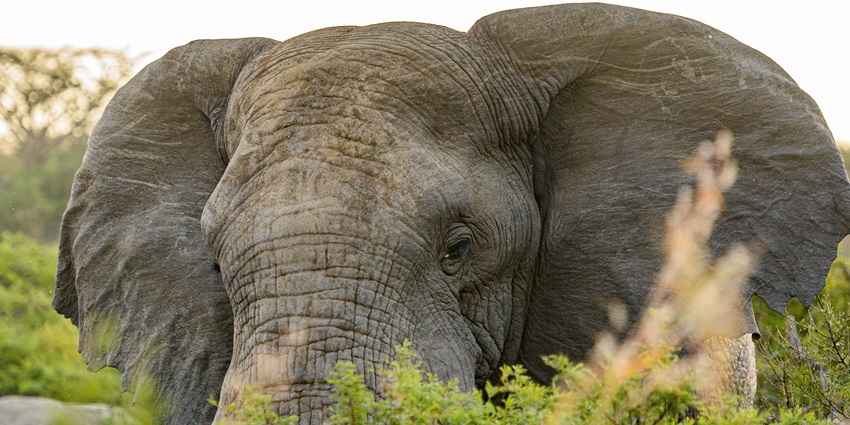 Indulge in one of the exciting elephant trekking in Phuket, on your trip to Thailand.