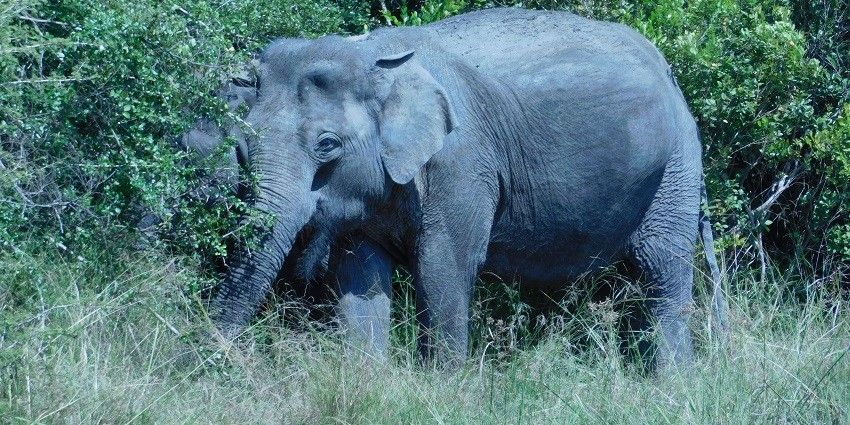 Elephant stands in the lush greenery of Sri Lanka, showcasing its natural habitat.