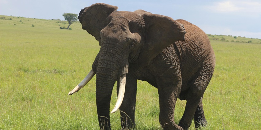 An African elephant stands gracefully on lush green grass, showcasing its majestic presence.