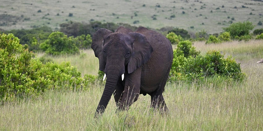 The beautiful picture of a tusked elephant taken in the Kane Wildlife Sanctuary.