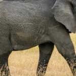 A mesmerising view of a majestic elephant looking away from the camera during the day.